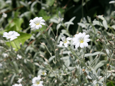 Cerastium tomemtosum