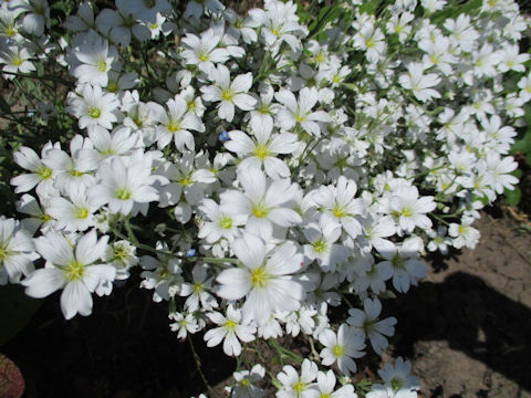 Cerastium tomemtosum