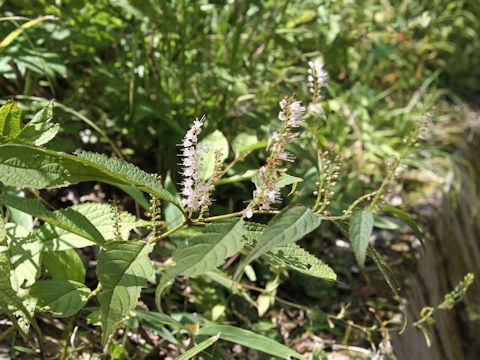 Keiskea japonica