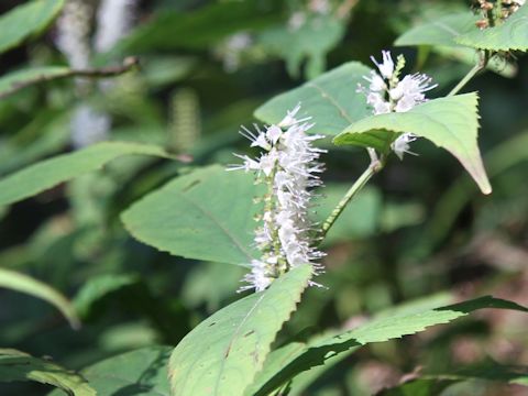 Keiskea japonica