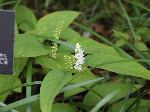 Keiskea japonica