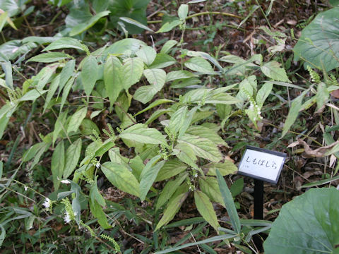 Keiskea japonica