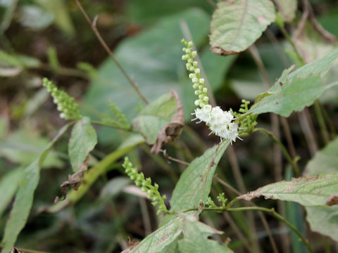 Keiskea japonica