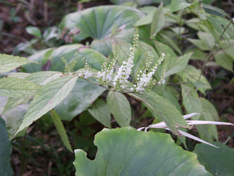 Keiskea japonica