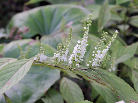 Keiskea japonica