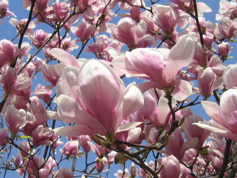 Magnolia quinquepeta