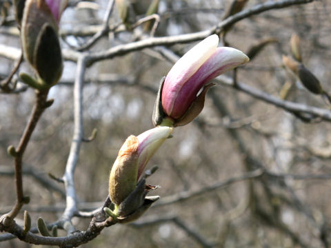 Magnolia quinquepeta