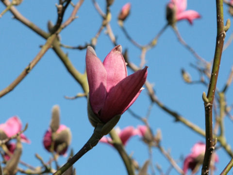 Magnolia quinquepeta