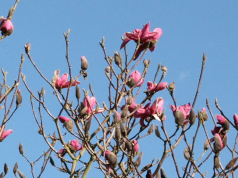 Magnolia quinquepeta