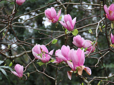 Magnolia quinquepeta