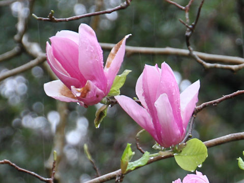 Magnolia quinquepeta