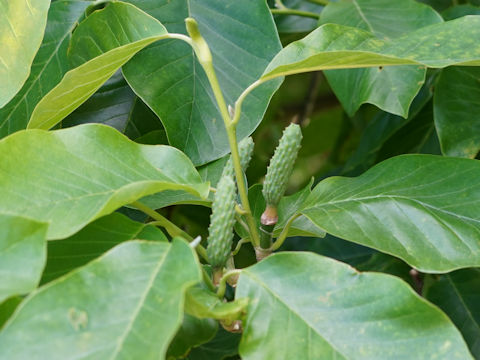 Magnolia quinquepeta