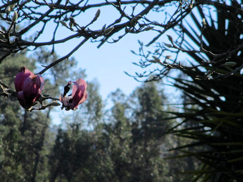 Magnolia quinquepeta