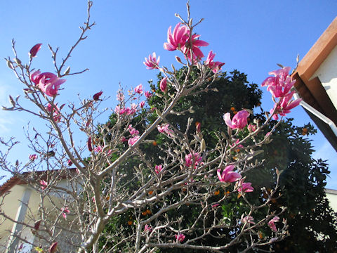 Magnolia quinquepeta