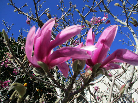 Magnolia quinquepeta