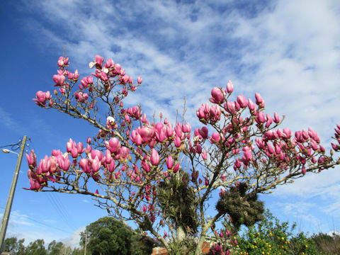 Magnolia quinquepeta