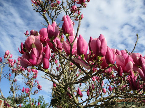 Magnolia quinquepeta