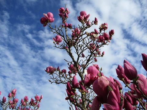 Magnolia quinquepeta