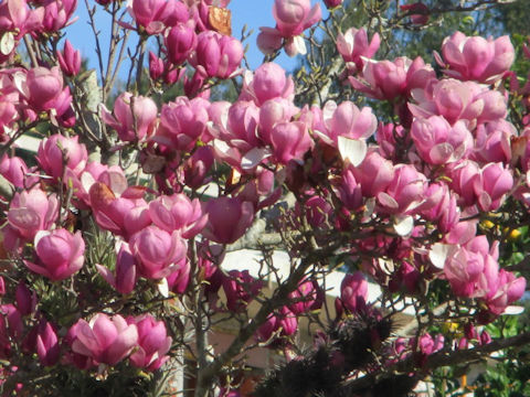 Magnolia quinquepeta