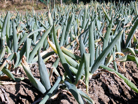 Allium fistulosum cv. Shimonita