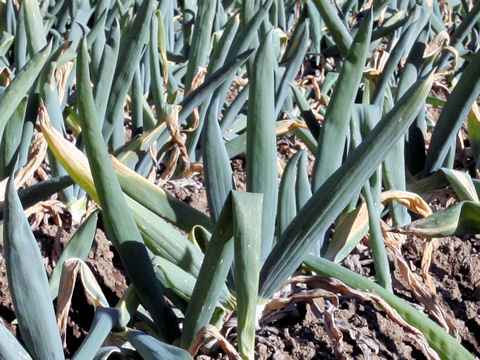 Allium fistulosum cv. Shimonita