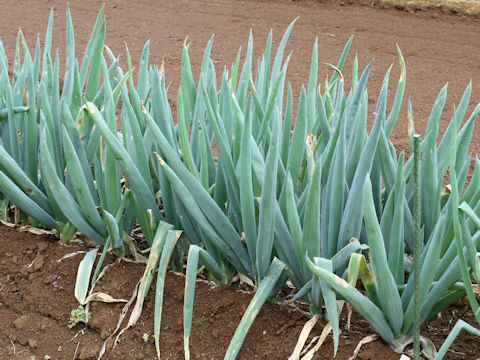 Allium fistulosum cv. Shimonita