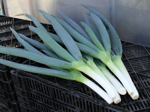 Allium fistulosum cv. Shimonita