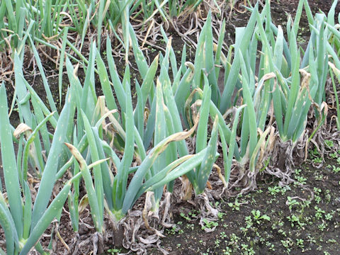 Allium fistulosum cv. Shimonita