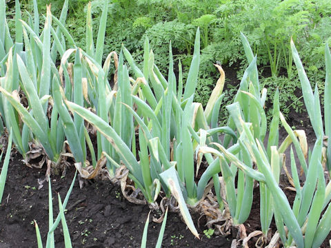 Allium fistulosum cv. Shimonita