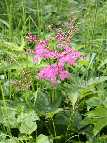 Filipendula multijuga