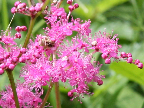 Filipendula multijuga