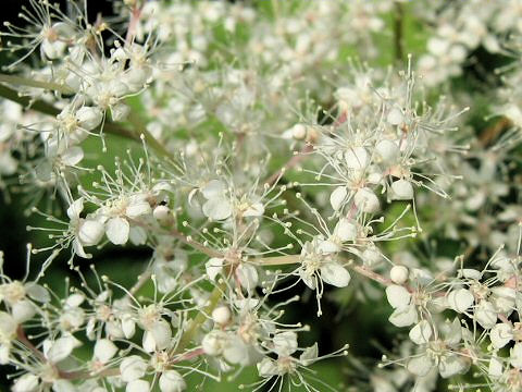 Filipendula multijuga