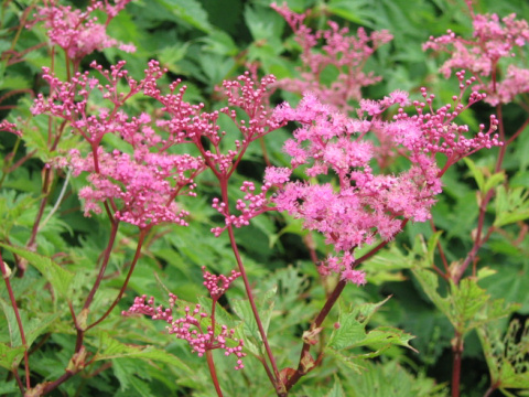 Filipendula multijuga