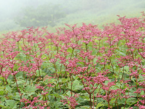 Filipendula multijuga