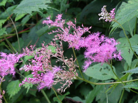 Filipendula multijuga