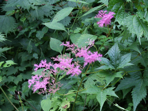 Filipendula multijuga