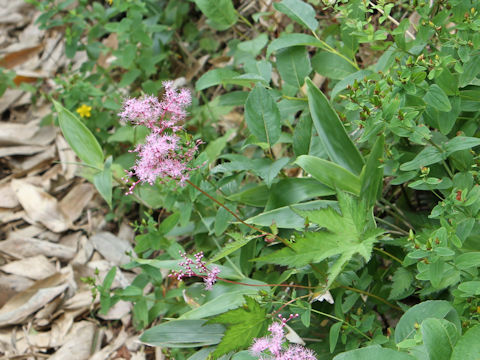 Filipendula multijuga