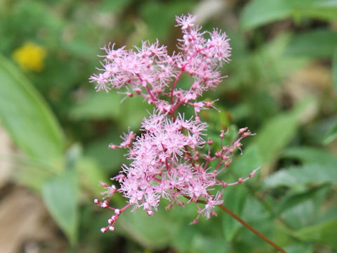 Filipendula multijuga