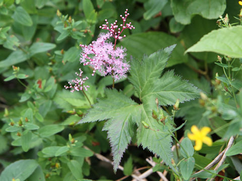 Filipendula multijuga