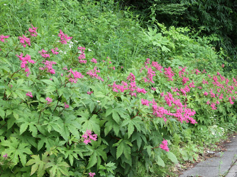 Filipendula multijuga