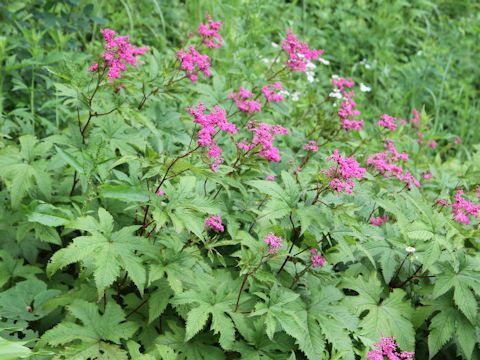 Filipendula multijuga