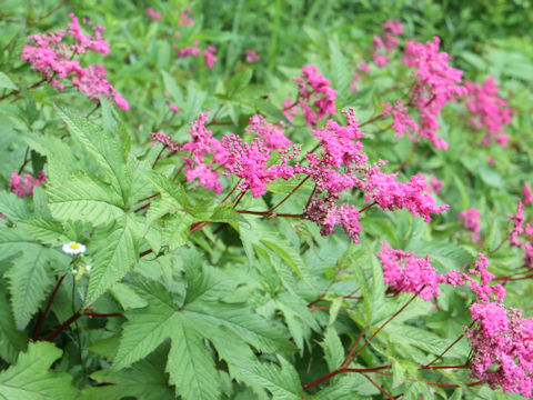 Filipendula multijuga