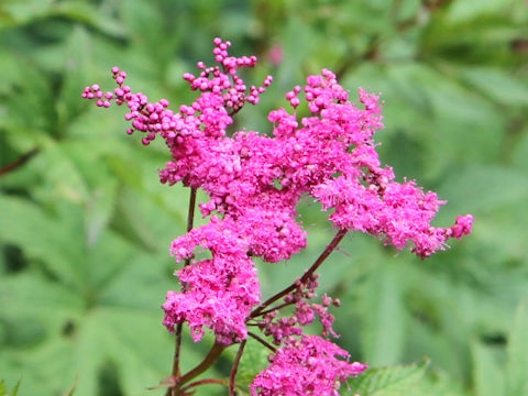 Filipendula multijuga