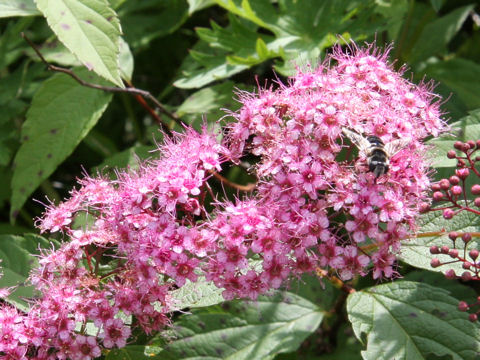 Spiraea japonica