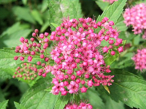 Spiraea japonica