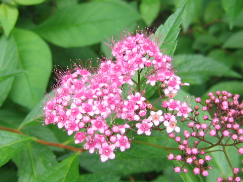 Spiraea japonica