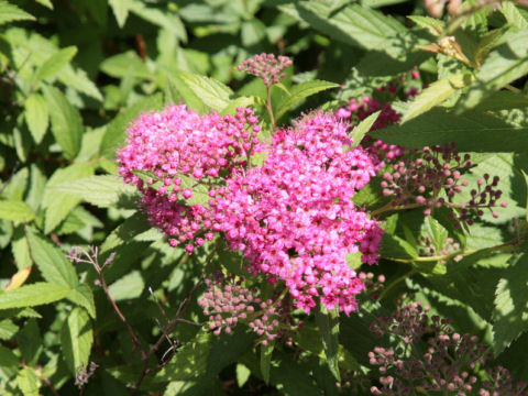 Spiraea japonica