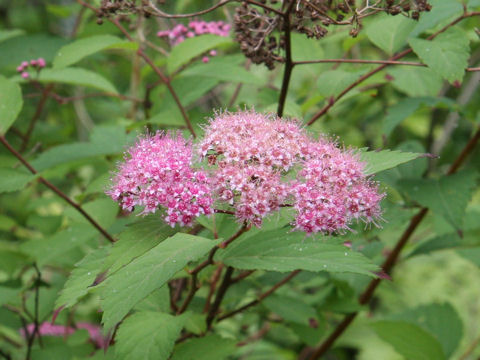 Spiraea japonica