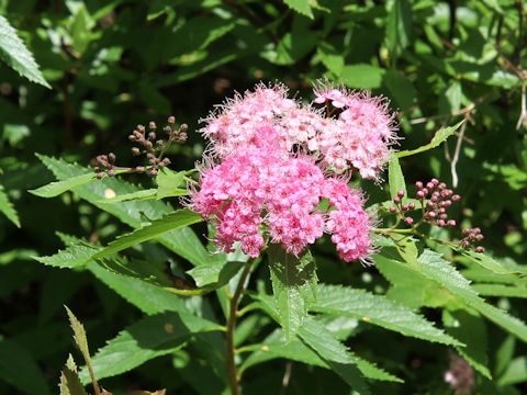 Spiraea japonica