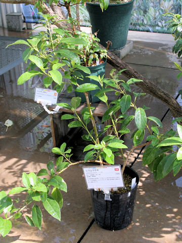 Callicarpa glabra